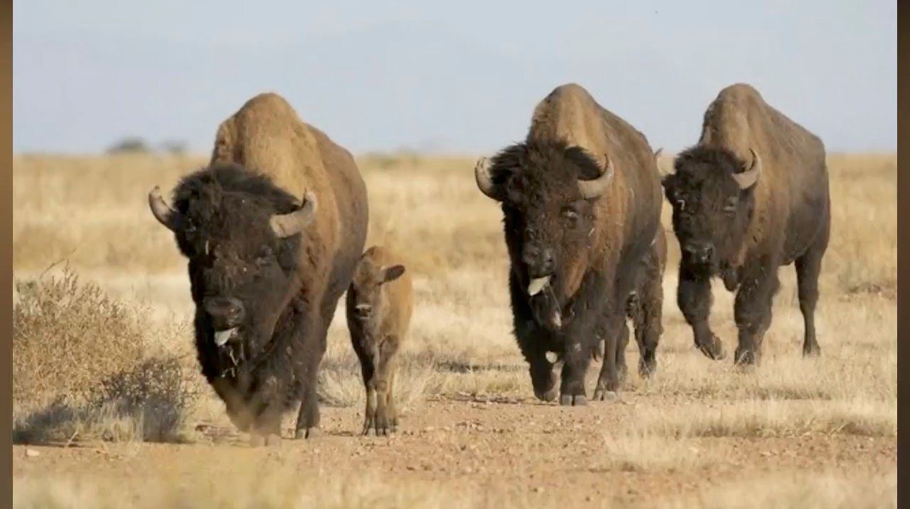bisontes-coahuila.jpg