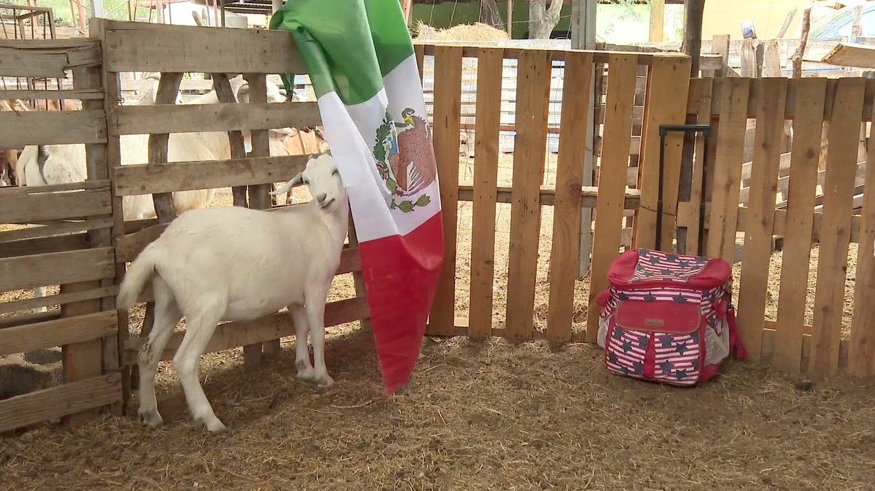 cabra-guera-mundial2.jpg