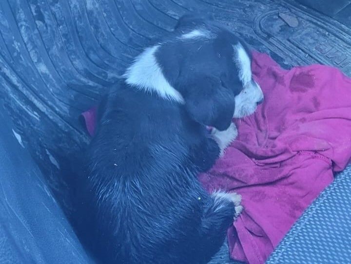 cachorrito-acostado-en-auto .jpg