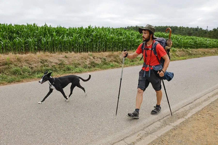camino-santiago-perros-2.jpg