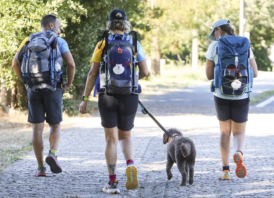 camino-santiago-perros.jpg