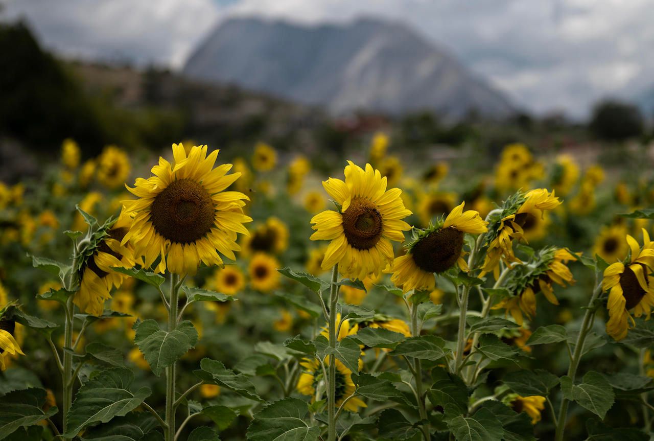 campo-girasoles-santiago.jpg