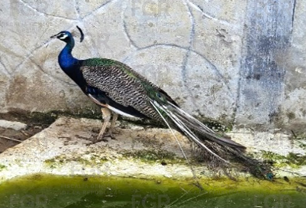 catean-finca-zapopan-hallan-jaguar.jpg