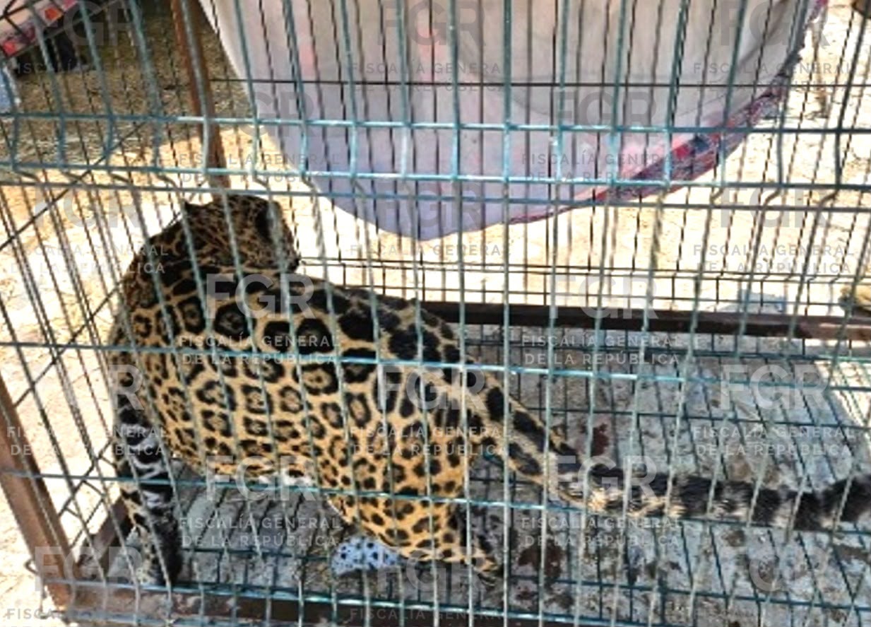 catean-finca-zapopan-hallan-jaguar.jpg