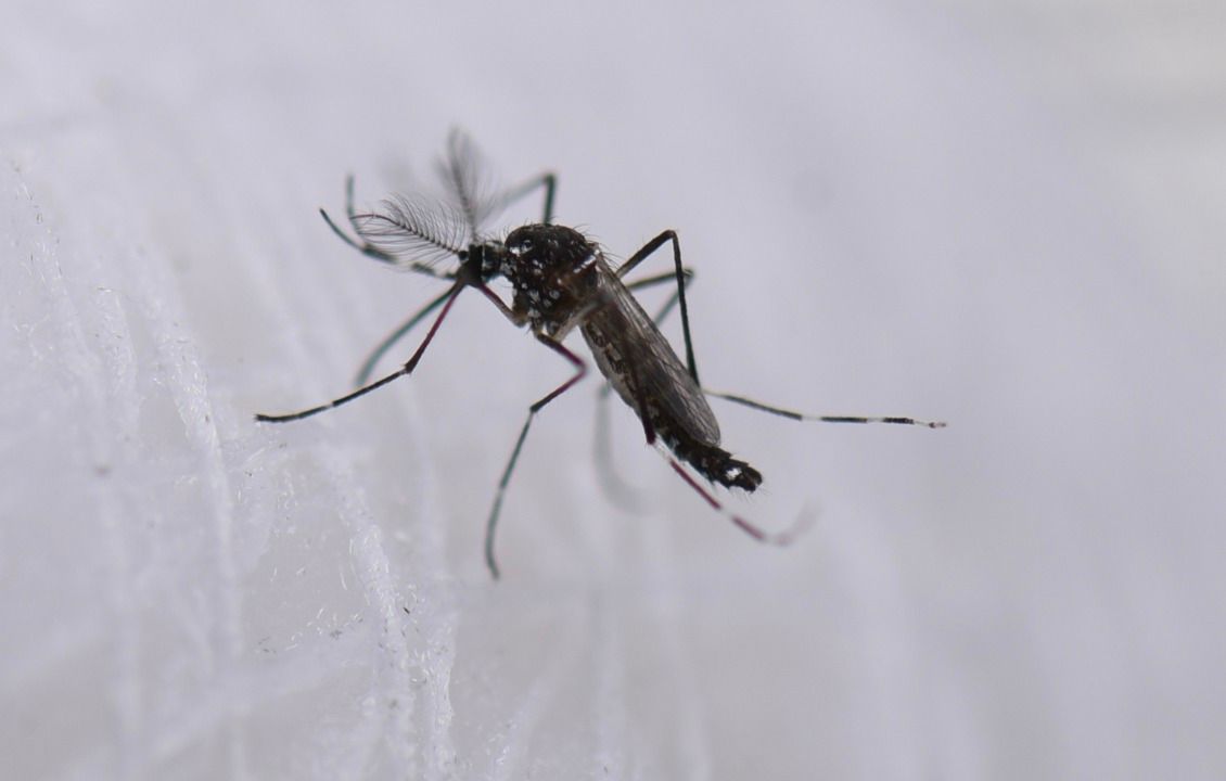 argentina-usa-mosquitos-esteriles-para-controlar-el-dengue