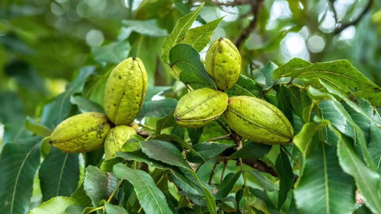 china-va-contra-nueces-mexicanas-impone-arancel.jpg