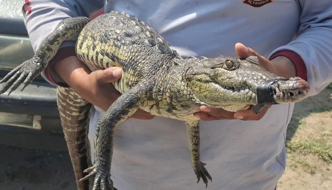 cocodrilos tamaulipas.JPG