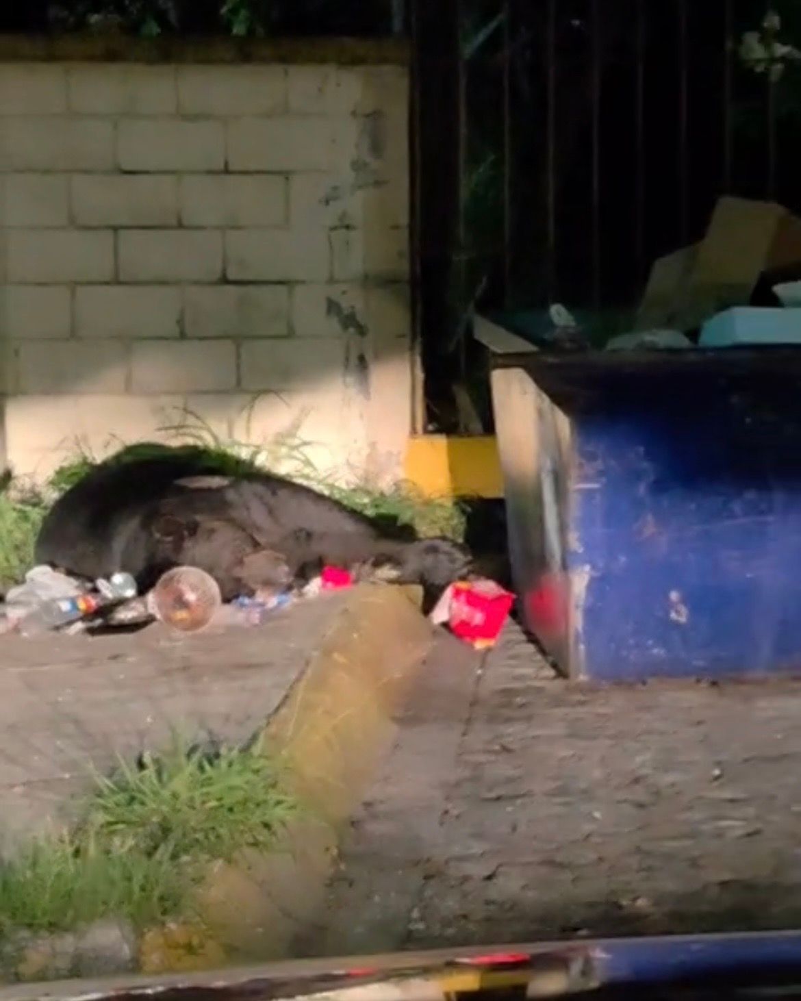 contenedor-basura-osos12.jpeg
