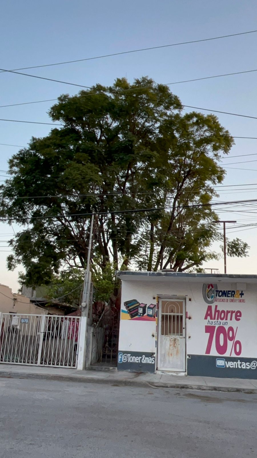 despiden-arbol-jacaranda-reynosa.jpg