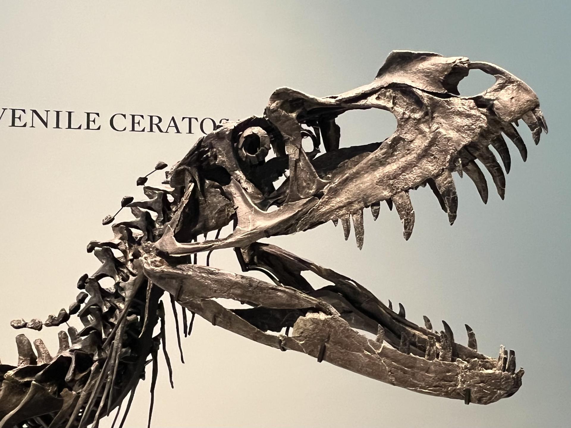 dinosaurio-bebe.jpg