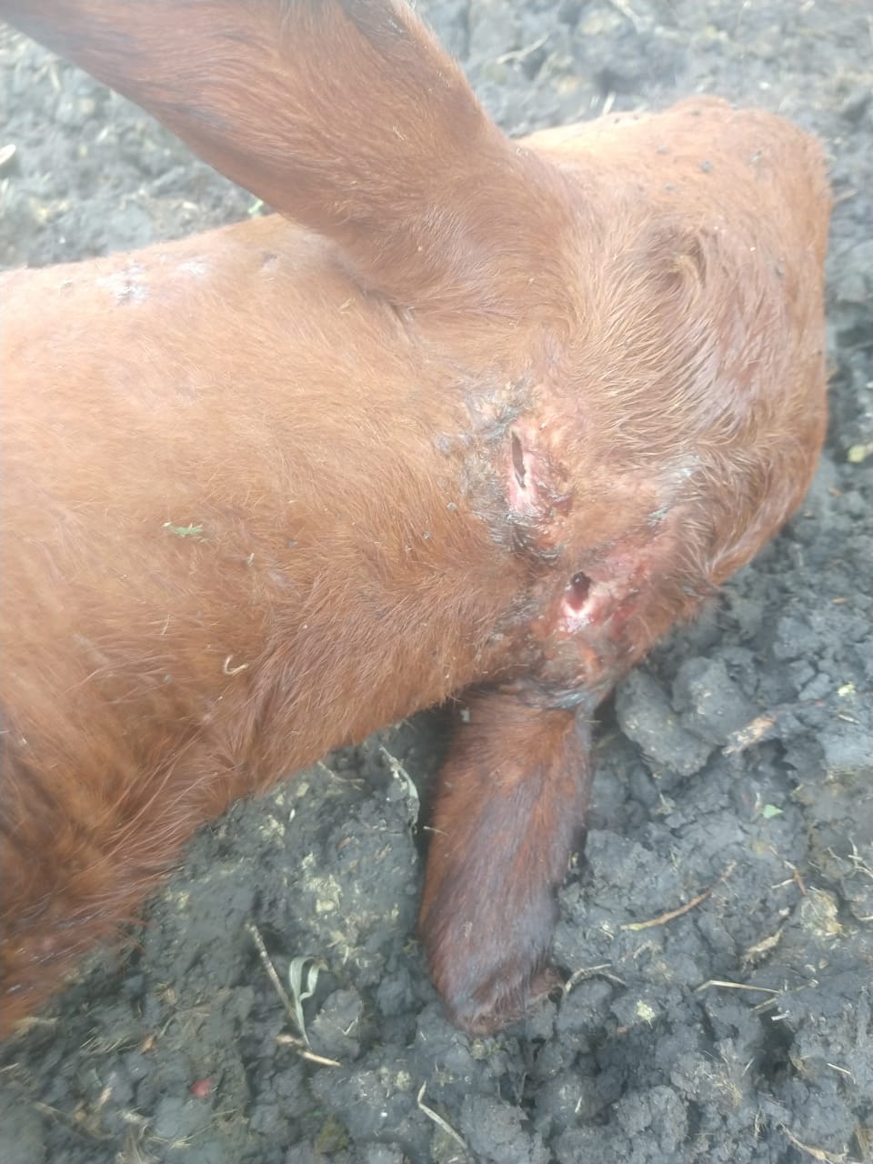 e353573f-3216-4d5c-ae84-d6e89b3fe9a6.jfif