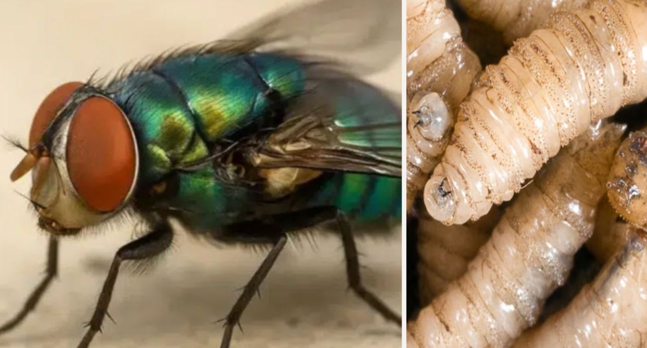 mosca gusano barrenador