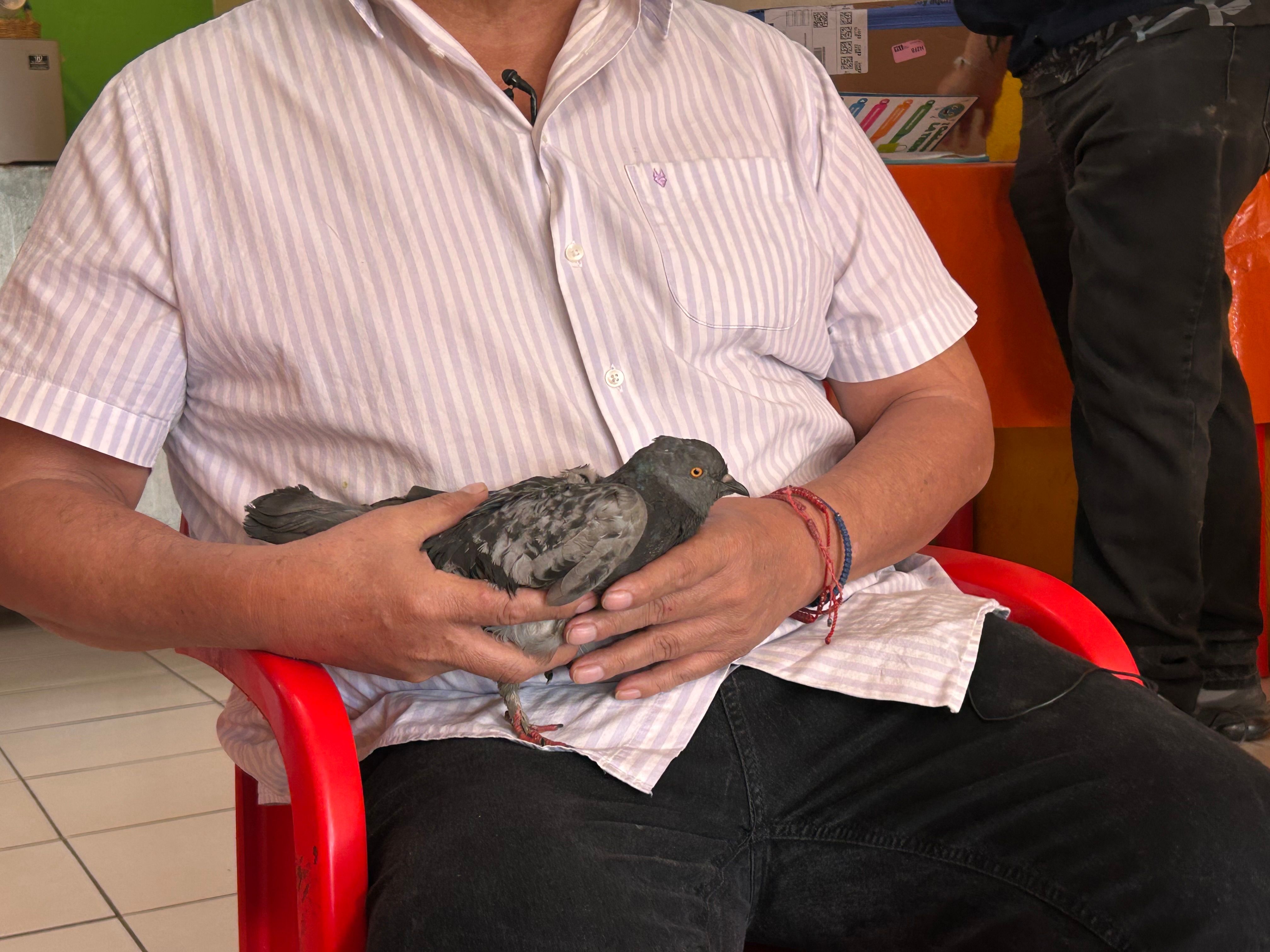 familia zamudio torres adopta paloma atropellada en san nicolás.jpeg