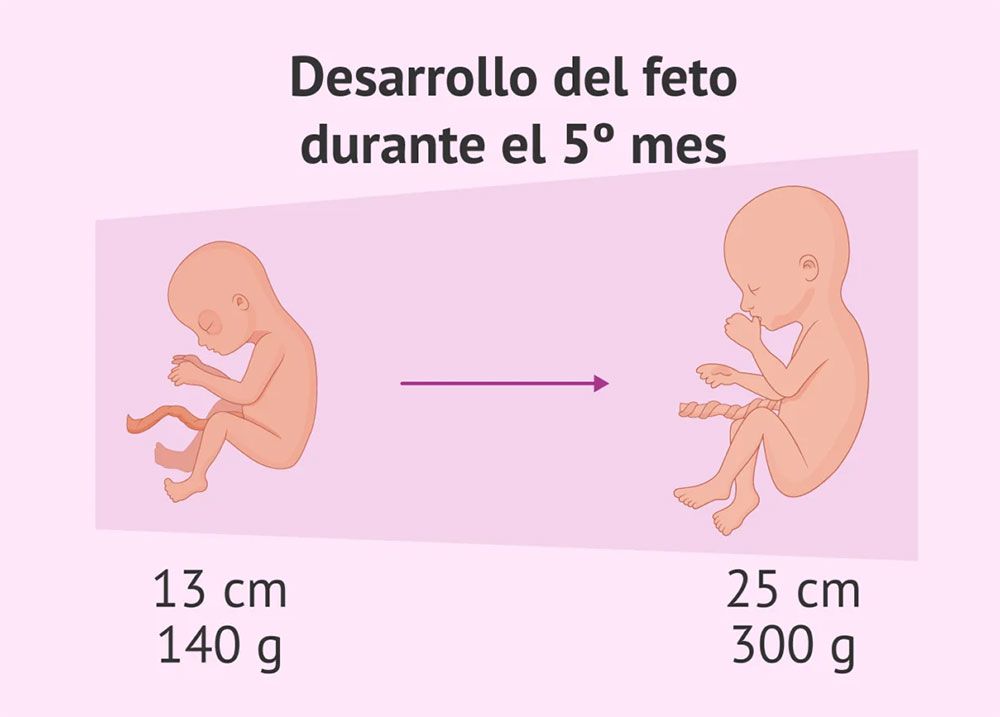 feto-cinco-meses.jpg