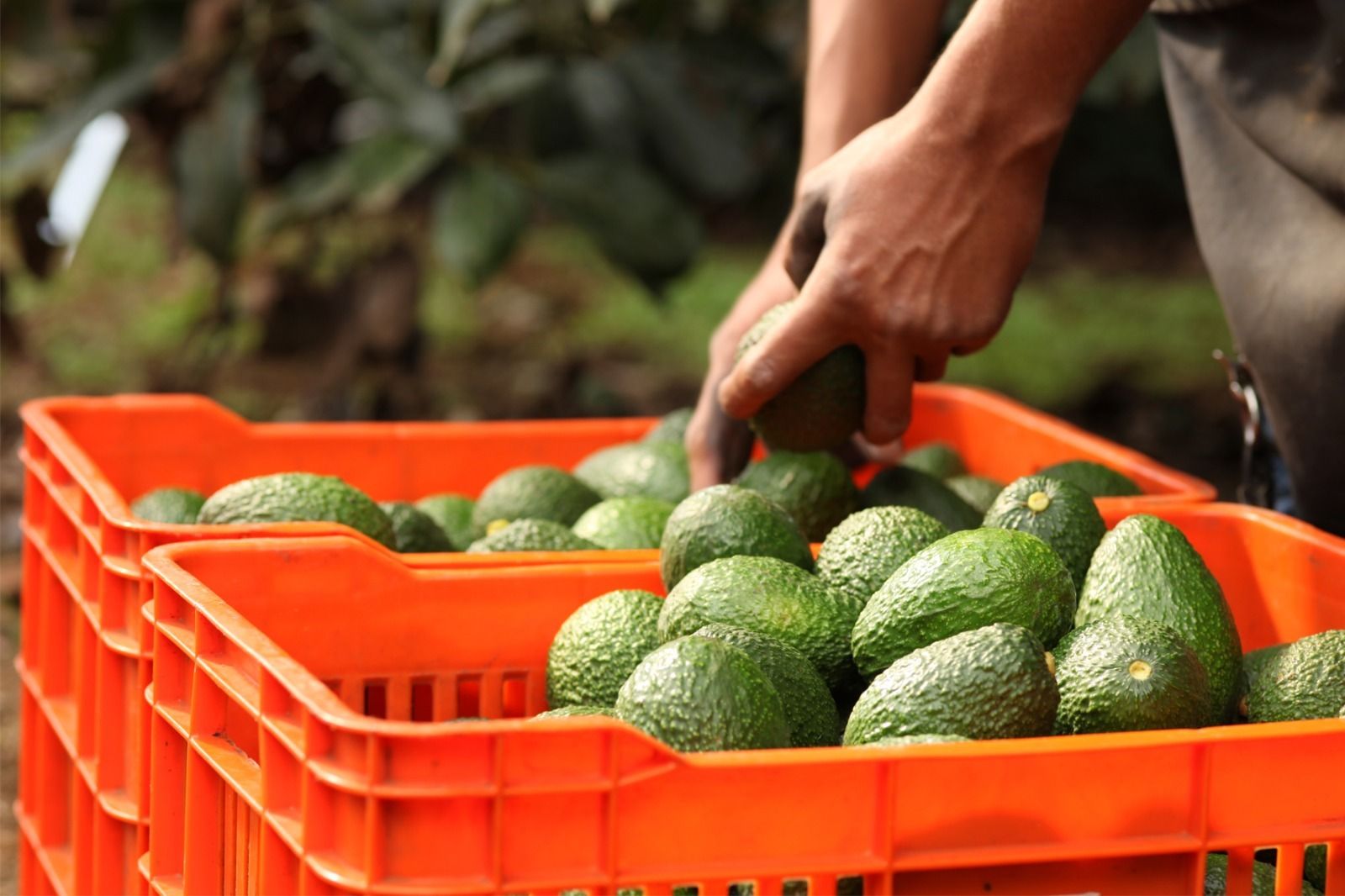 finanzas-aguacate.jpeg