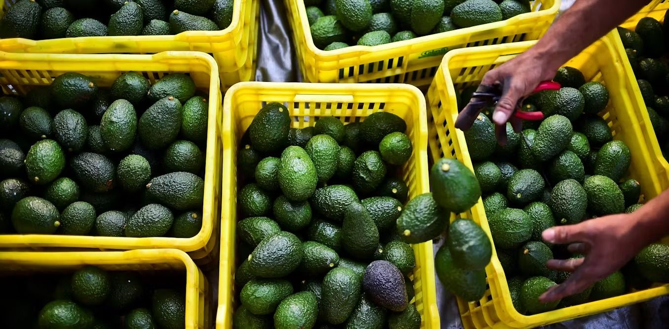 finanzas-aguacate.jpeg