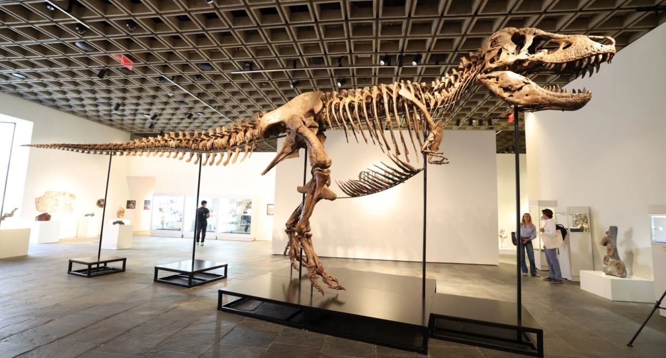 fosil-t-rex-gus.jpg
