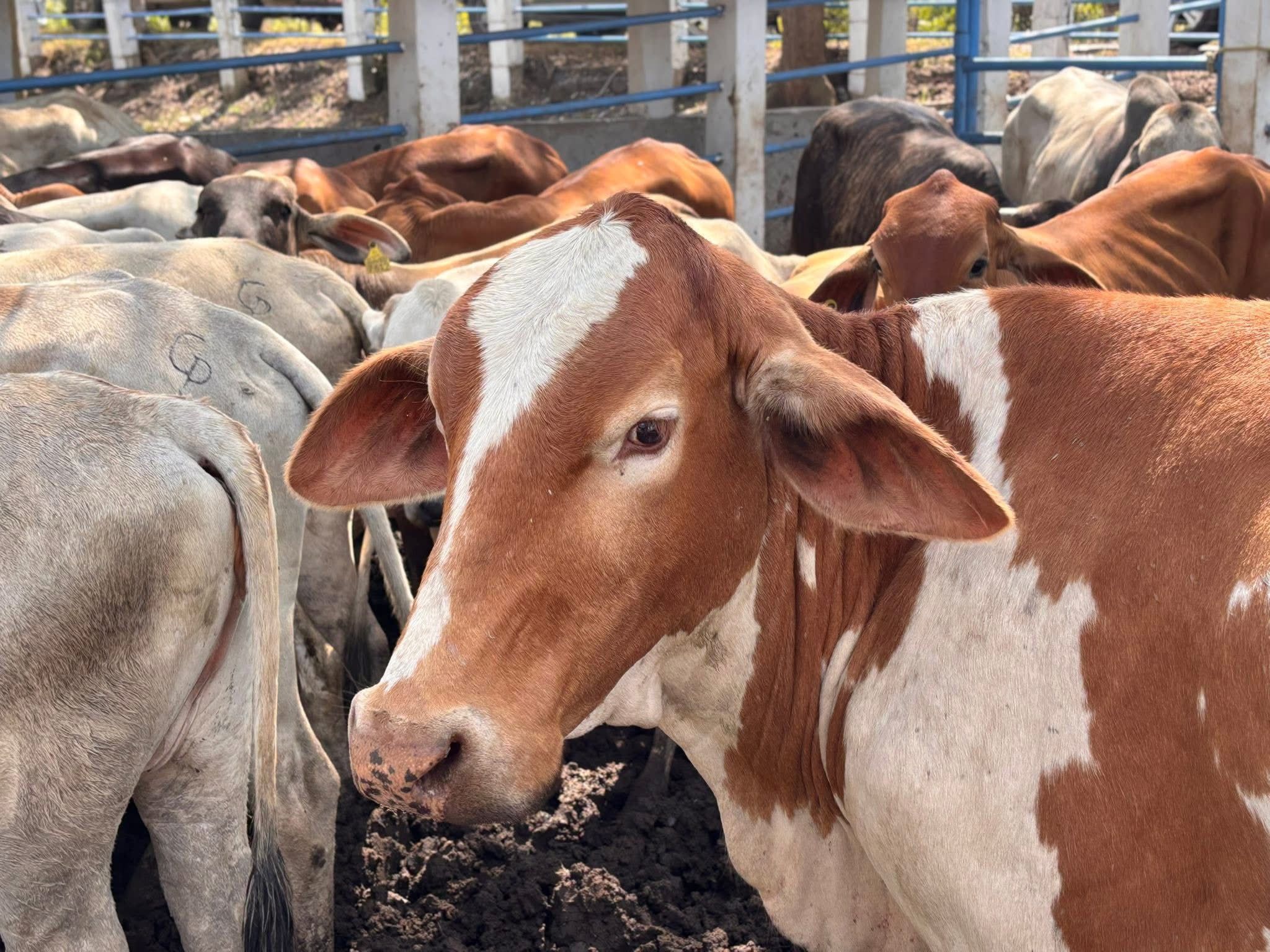 gusano barrenador coahuila