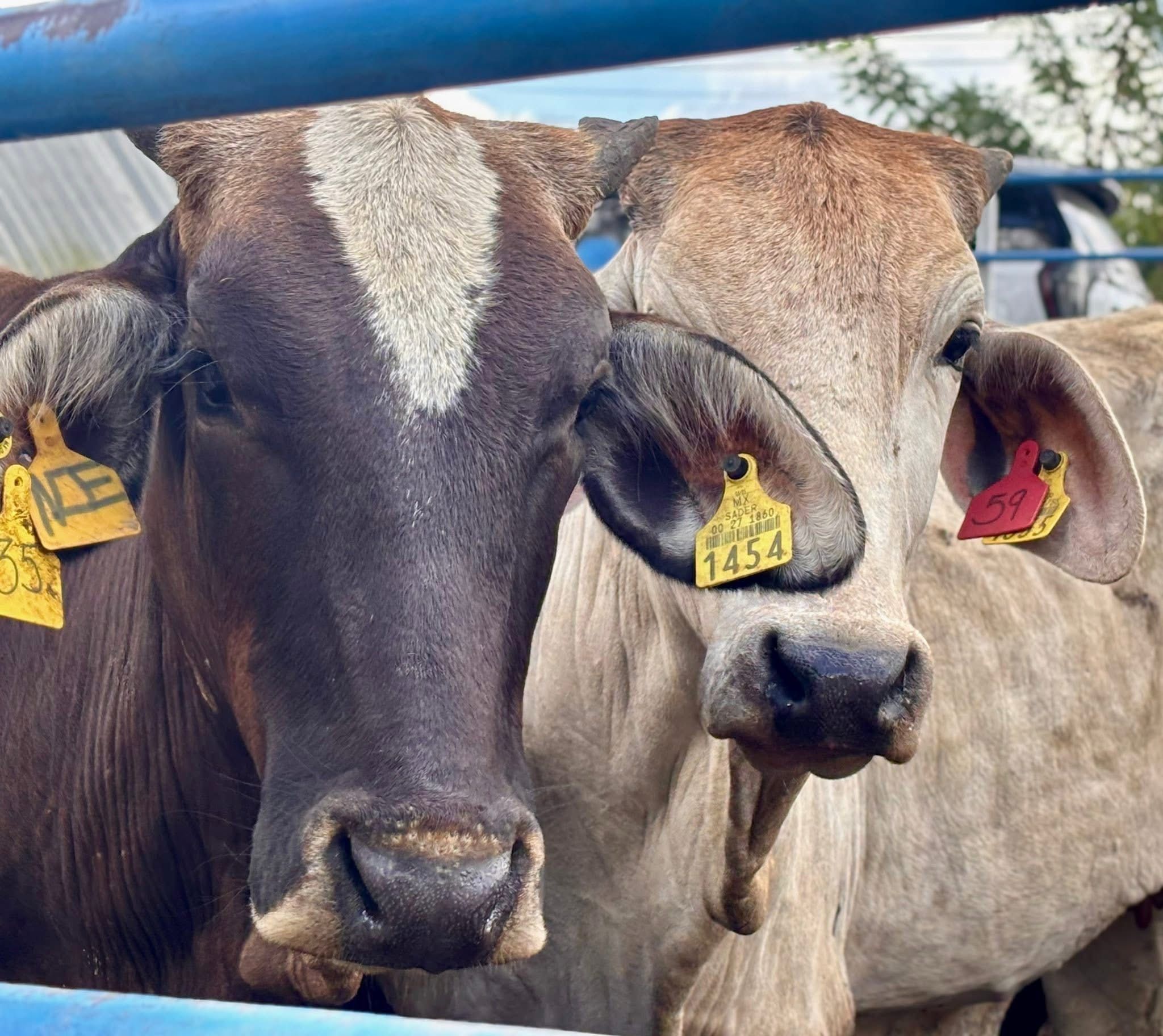 gusano barrenador coahuila