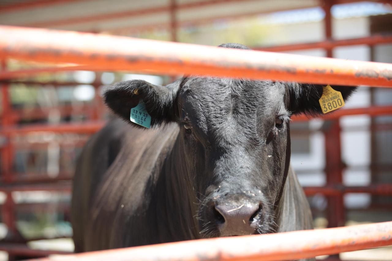 gusano barrenador coahuila cuantos casos hay.jpeg