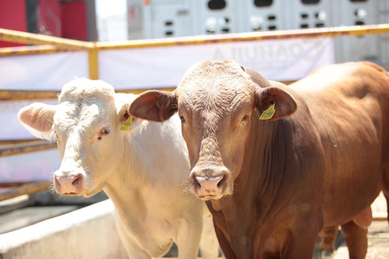 gusano barrenador ganado.jpeg