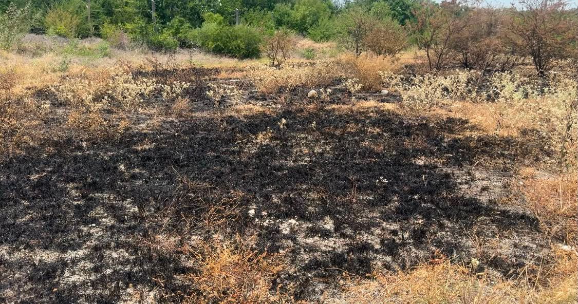 incendios-forestales-tamaulipas-2026.jpg