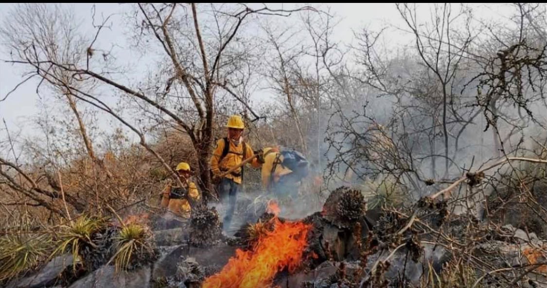 incendios-forestales-tamaulipas-2026.jpg