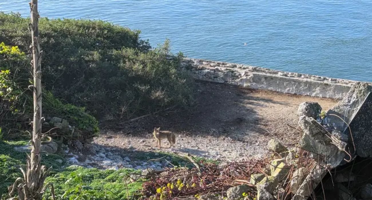 inter-coyote-alcatraz.jpg