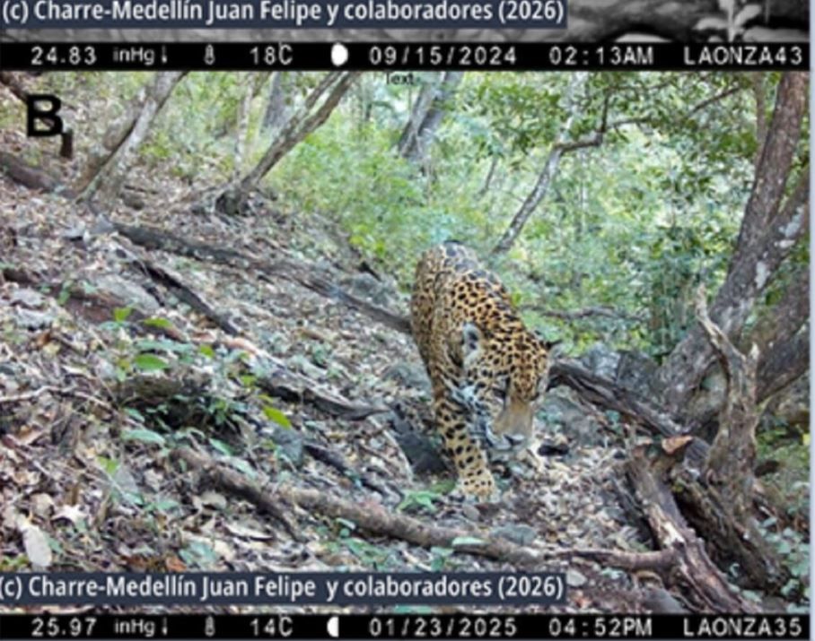 jaguar avistamiento.JPG