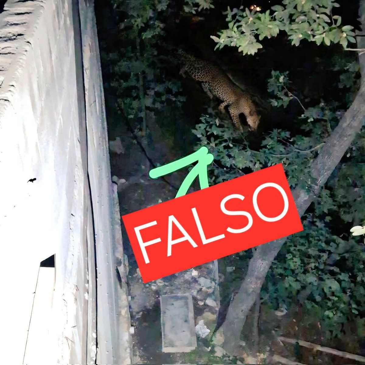 jaguar-falso-san-pedro.jpg