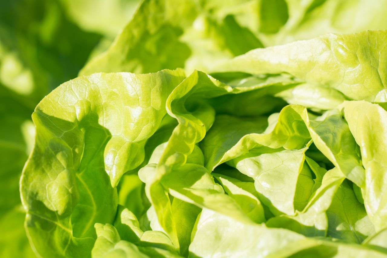 lechuga-brote.jpg