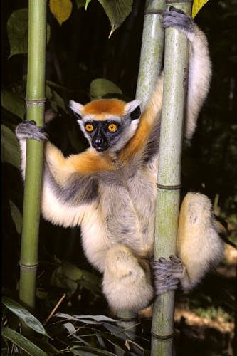 lemur.jpg