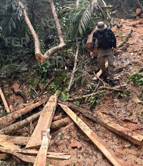 madera ilegal tuxtla.jpg