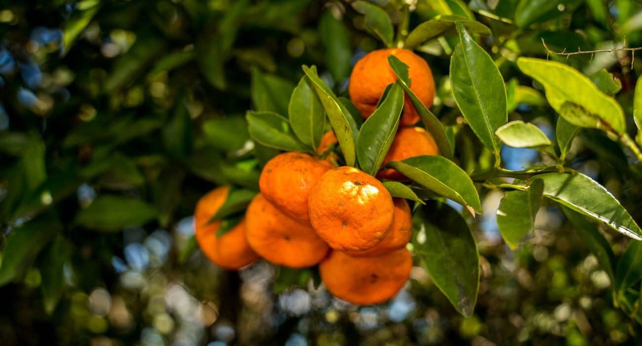 mandarina alcanza 50 a 60 pesos por kilo.jpg