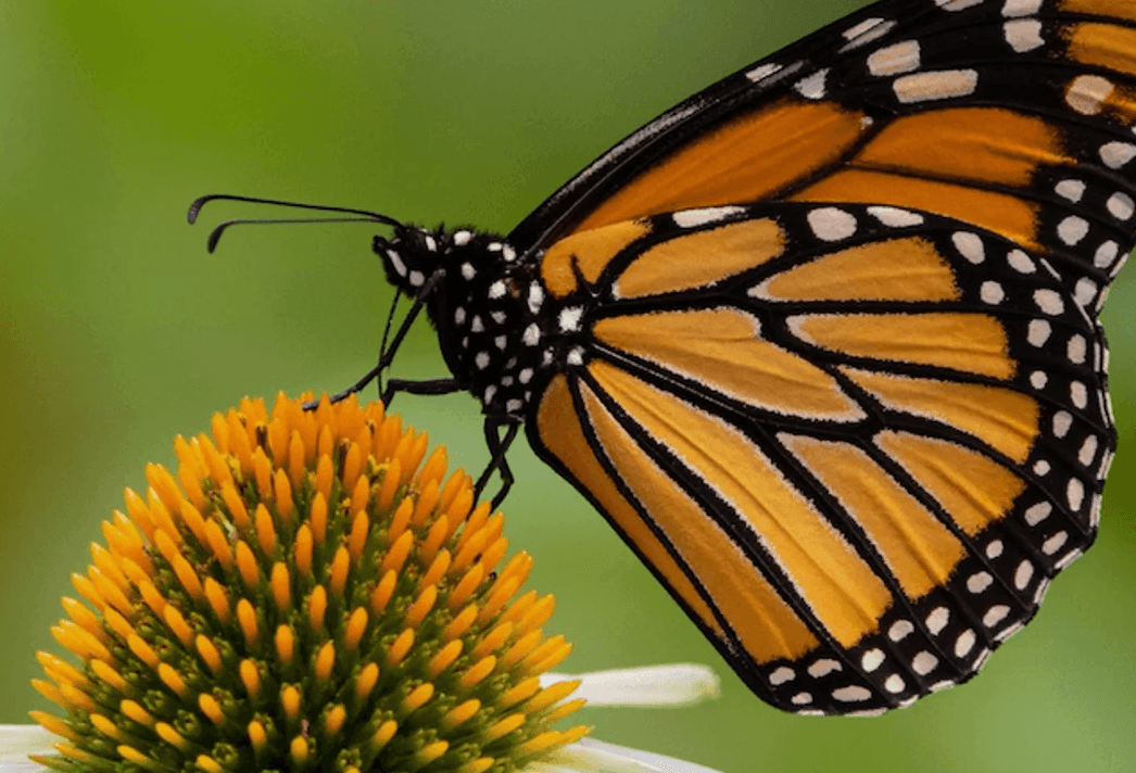 mariposas