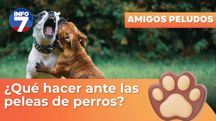 ¿Qué hacer ante las peleas de perros?