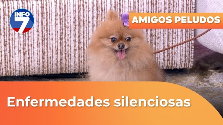 Amigos peludos - Enfermedades silenciosas en los perros | INFO7