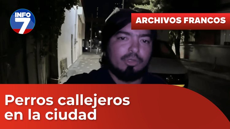 Perros callejeros en la ciudad
