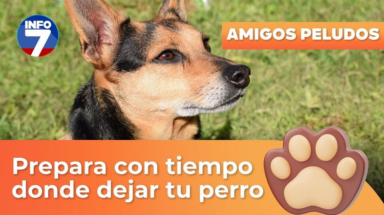 Amigos peludos - Prepara con tiempo donde deja tu perro en vacaciones | INFO7