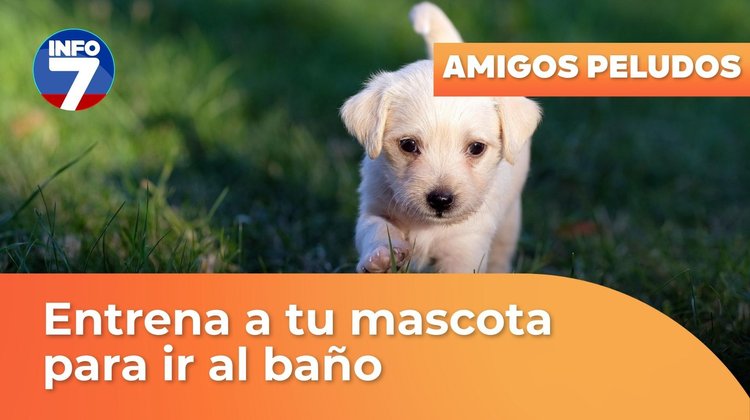 Amigos peludos - Enseña a tu perro a ir al baño | INFO7