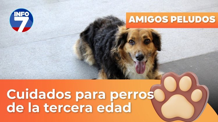 Amigos peludos - Cuidados para perros de la tercera edad | INFO7