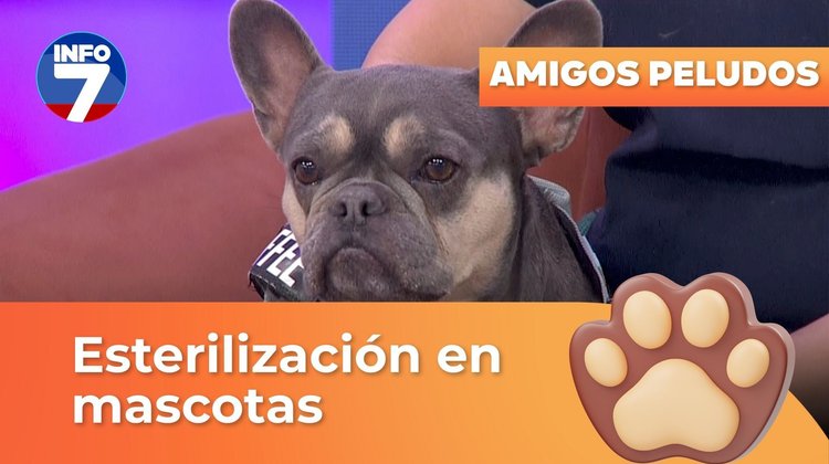 Amigos peludos - Esterilización en mascotas | INFO7