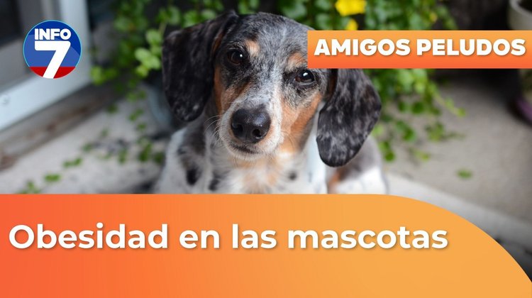 Amigos peludos - Obesidad en mascotas | INFO7