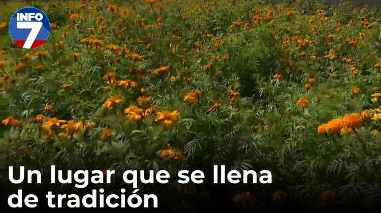 Sembradío de Cempasúchil en García: un lugar que se llena de tradición | INFO7