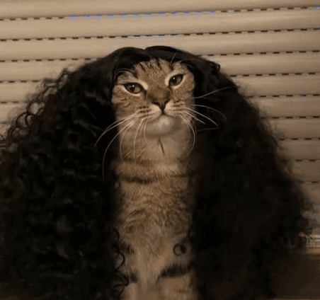 meme-gato-cucurella1.png