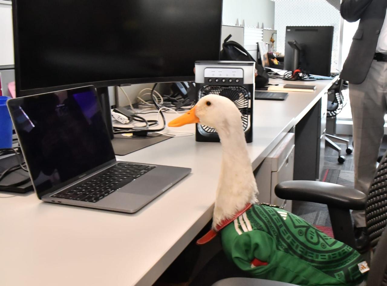 otorgan-registran-pato-merlin.jpg