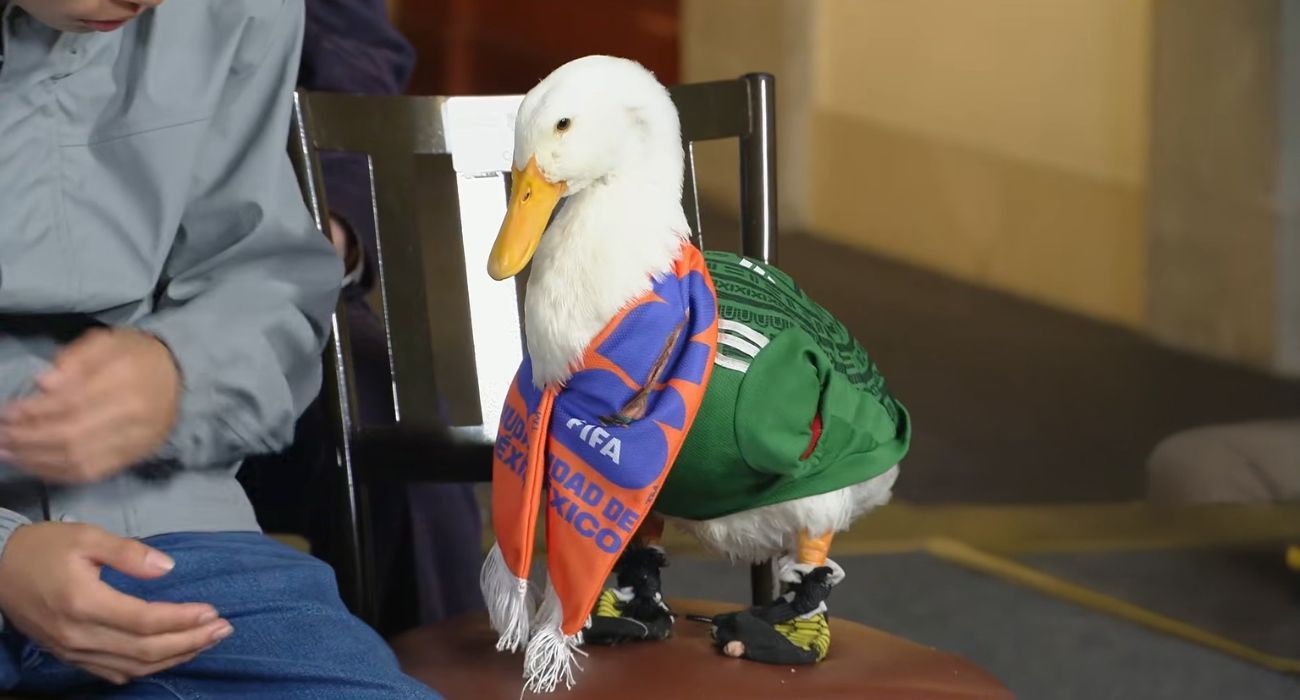 pato-merlin.jpg