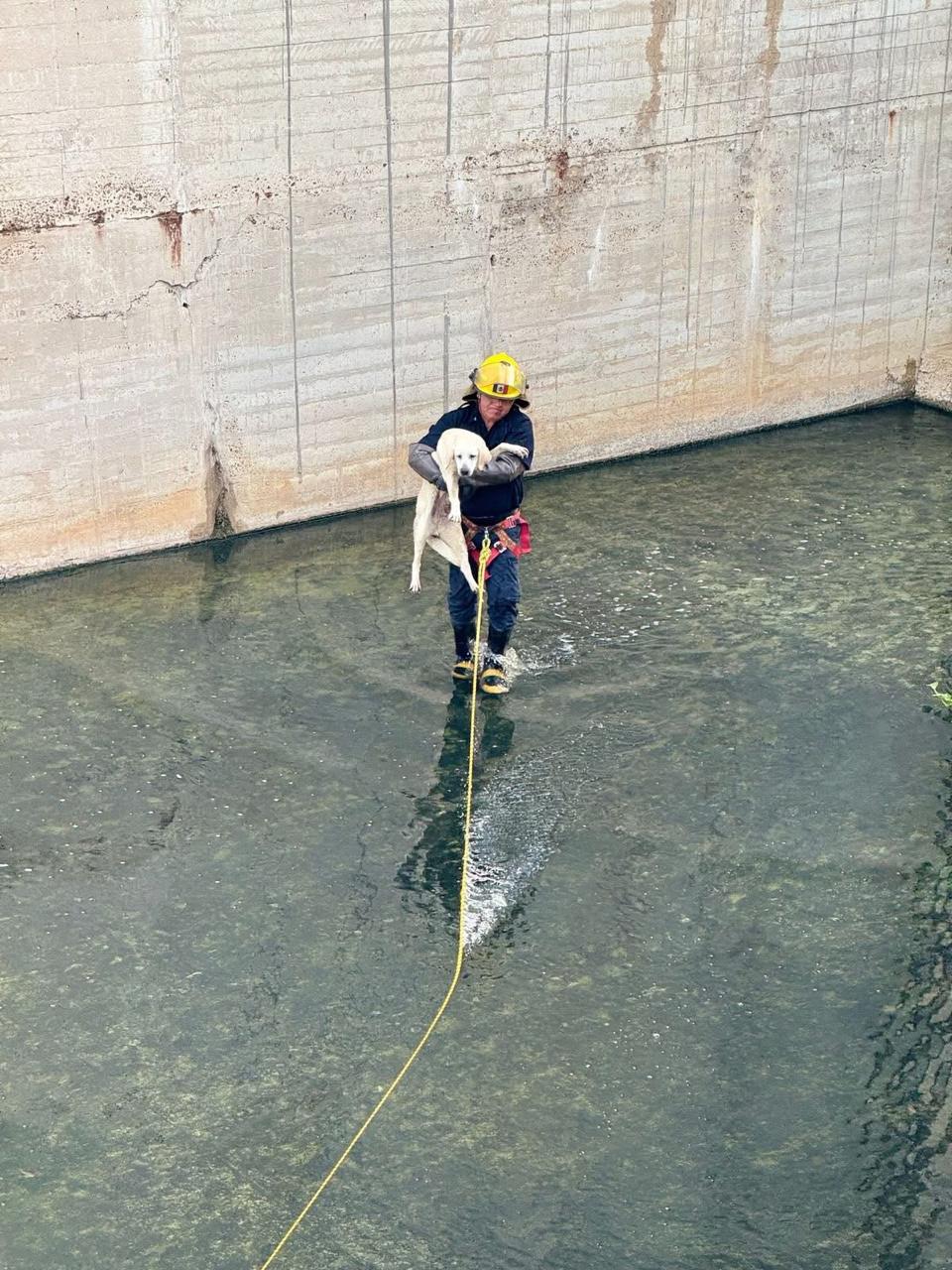 perrito-rescatado-laredo