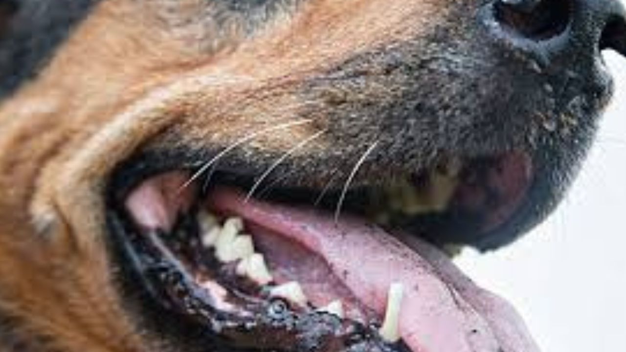 perro-policia-de-nuevo-mexico-bajo-investigacion-por-dar-mordidas.jpg