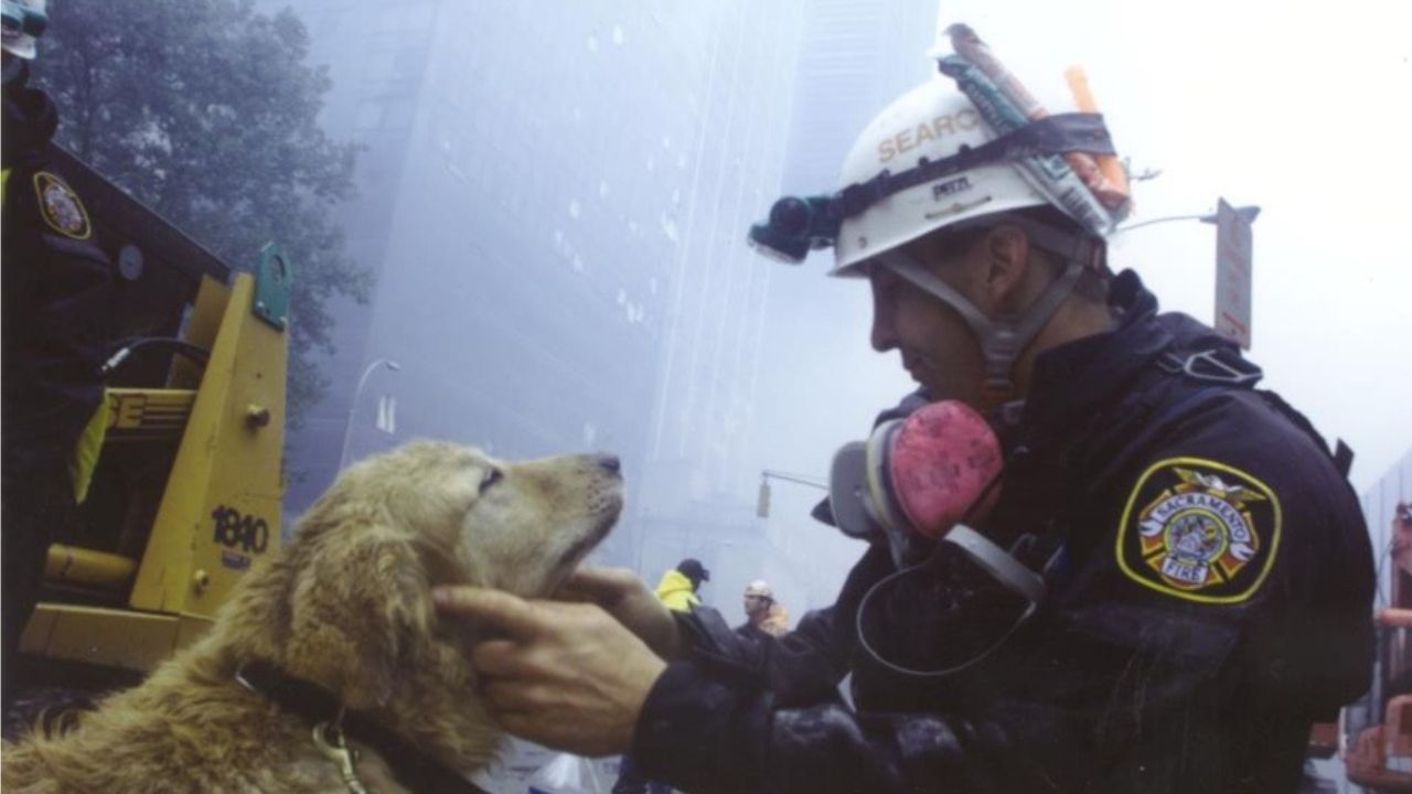 perros-rescatistas-entraban-en-depresion.jpg